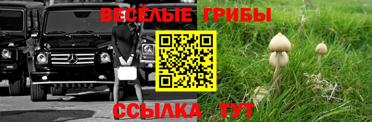 Псилоцибиновые грибы Cubensis Обь